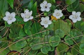Attēlu rezultāti vaicājumam “Parnassiaceae”