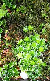 Attēlu rezultāti vaicājumam “Rhodobryum roseum”