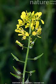 Attēlu rezultāti vaicājumam “Sinapis alba”