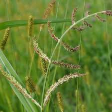 Attēlu rezultāti vaicājumam “Echinochloa crus-galli fruit”