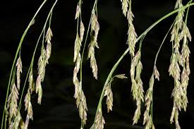 Attēlu rezultāti vaicājumam “Glyceria lithuanica”