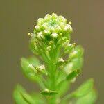 Attēlu rezultāti vaicājumam “Lepidium densiflorum flower”