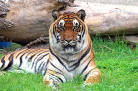 Kuvahaun tulos haulle tigers