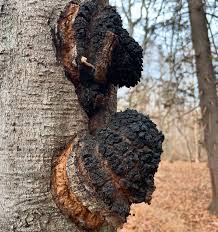 Attēlu rezultāti vaicājumam “Inonotus obliquus”