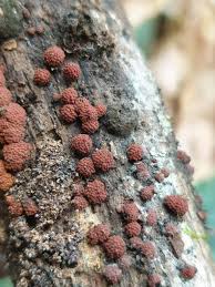 Attēlu rezultāti vaicājumam “Hypoxylon fragiforme / howeianum”