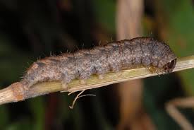 Attēlu rezultāti vaicājumam “Caradrina morpheus”