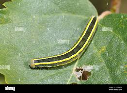 Attēlu rezultāti vaicājumam “Ceramica pisi larva”