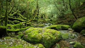 Attēlu rezultāti vaicājumam “moss”