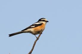 Image result for Lanius nubicus