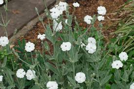 Image result for Lychnis coronaria alba
