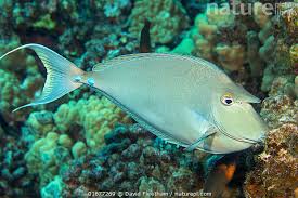 Image result for Naso unicornis