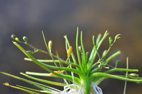 Attēlu rezultāti vaicājumam “Subularia aquatica”