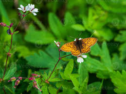 Attēlu rezultāti vaicājumam “Boloria eunomia”
