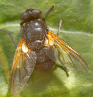 Attēlu rezultāti vaicājumam “Mesembrina meridiana”
