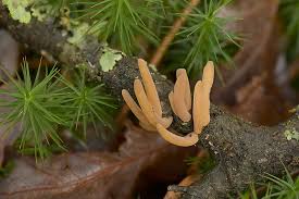 Attēlu rezultāti vaicājumam “Macrotyphula fistulosa”