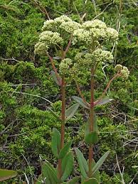 Attēlu rezultāti vaicājumam “Hylotelephium maximum flower”