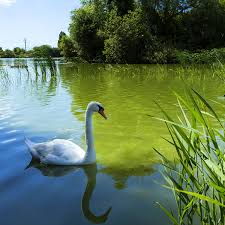 Image result for Sussex Swans