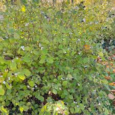 Attēlu rezultāti vaicājumam “Symphoricarpos albus”