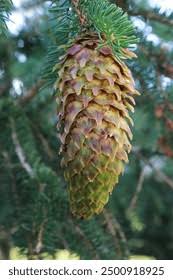 Attēlu rezultāti vaicājumam “Picea abies fruit”