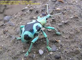 Image result for Coleoptera Curculionoidea