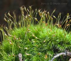 Attēlu rezultāti vaicājumam “Dicranella staphylina”