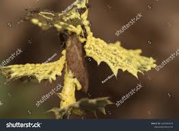 Attēlu rezultāti vaicājumam “Leocarpus fragilis young”