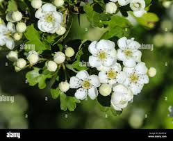 Attēlu rezultāti vaicājumam “Crataegus laevigata flower”