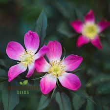 Attēlu rezultāti vaicājumam “Rosa glauca”