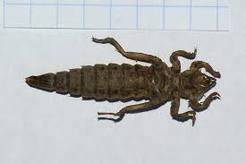 Attēlu rezultāti vaicājumam “Gomphus flavipes”