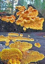 Attēlu rezultāti vaicājumam “Pseudomerulius aureus”