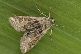 Attēlu rezultāti vaicājumam “Cataclysta lemnata”