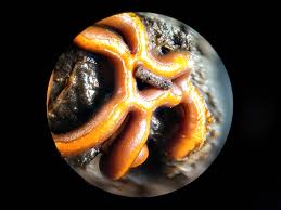 Attēlu rezultāti vaicājumam “Hemitrichia serpula spores”