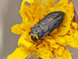 Attēlu rezultāti vaicājumam “Anthaxia quadripunctata”