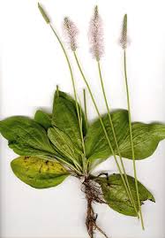 Attēlu rezultāti vaicājumam “Plantago media”