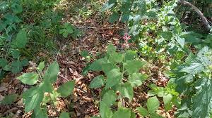 Attēlu rezultāti vaicājumam “Stachys sylvatica leaf”