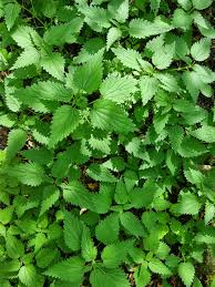 Attēlu rezultāti vaicājumam “Urtica dioica leaf”