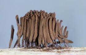 Attēlu rezultāti vaicājumam “Stemonitis herbatica spores”