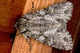 Attēlu rezultāti vaicājumam “Polia nebulosa”