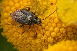 Attēlu rezultāti vaicājumam “Lygus pratensis”