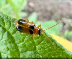 Attēlu rezultāti vaicājumam “Phyllobrotica quadrimaculata”