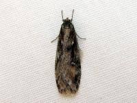 Attēlu rezultāti vaicājumam “Semioscopis oculella”