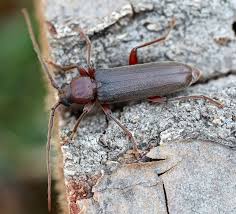 Attēlu rezultāti vaicājumam “Criocephalus rusticus”