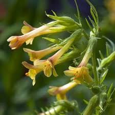 Attēlu rezultāti vaicājumam “Polemonium caeruleum fruit”