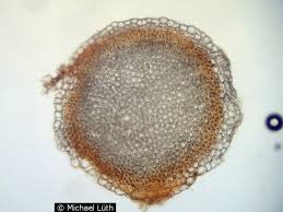 Attēlu rezultāti vaicājumam “Sphagnum contortum”