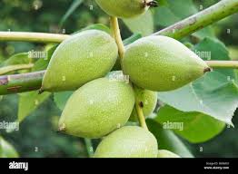 Attēlu rezultāti vaicājumam “Juglans mandshurica”