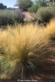 Attēlu rezultāti vaicājumam “Najas tenuissima leaf”