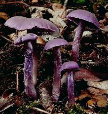 Attēlu rezultāti vaicājumam “Laccaria amethystina”