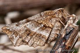 Attēlu rezultāti vaicājumam “Epirranthis diversata upperside”