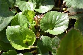 Attēlu rezultāti vaicājumam “Viola odorata leaf”