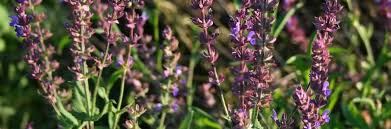 Attēlu rezultāti vaicājumam “Salvia nemorosa fruit”